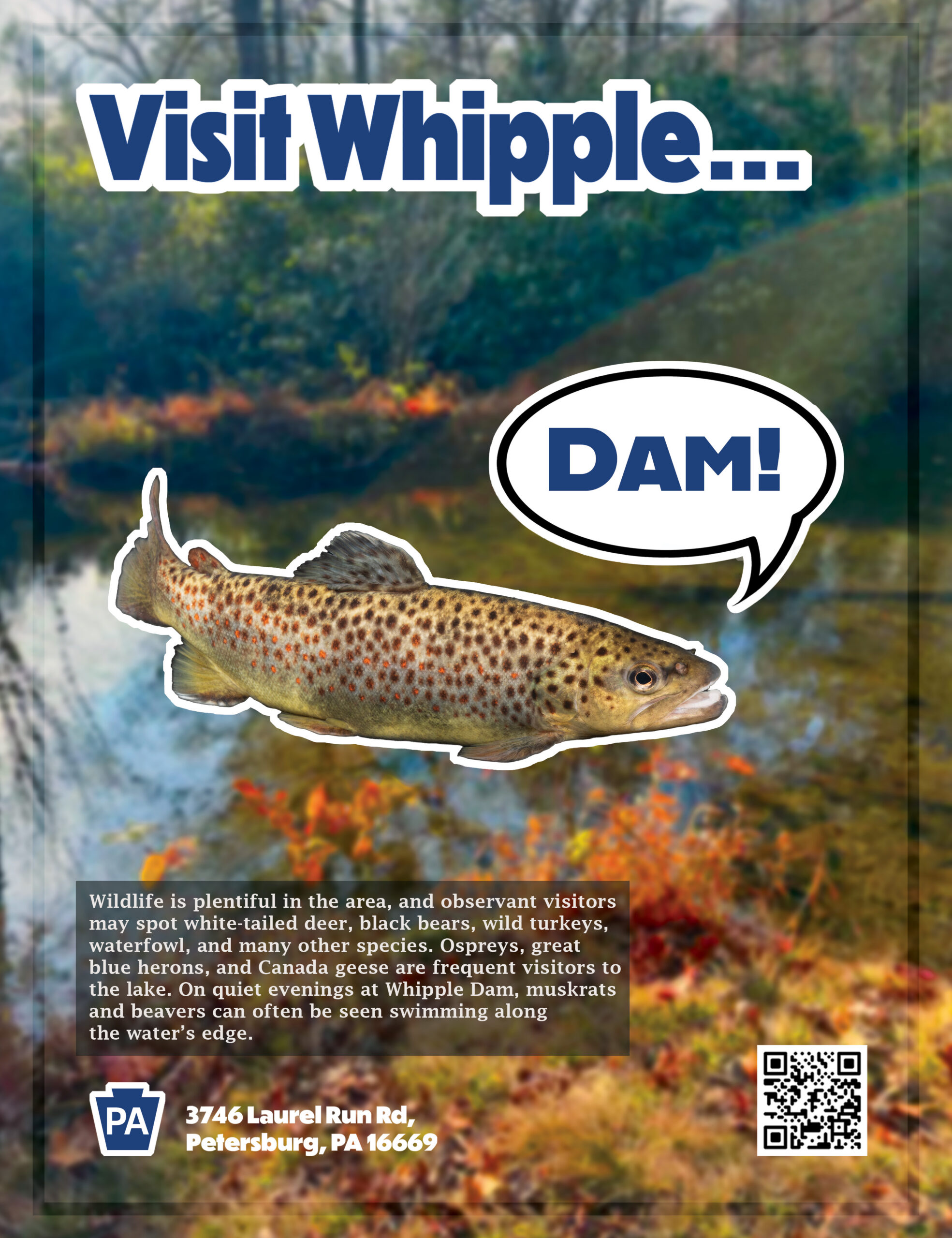 Whipple Dam Ad: Var 2