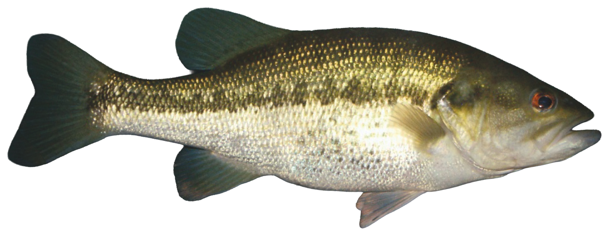 Dam Sticker 4