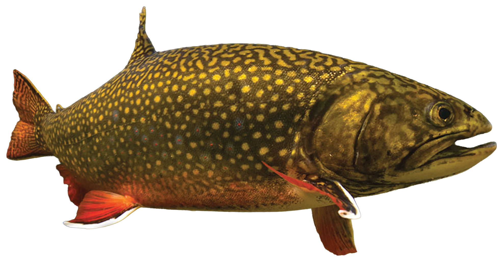 Dam Sticker 3