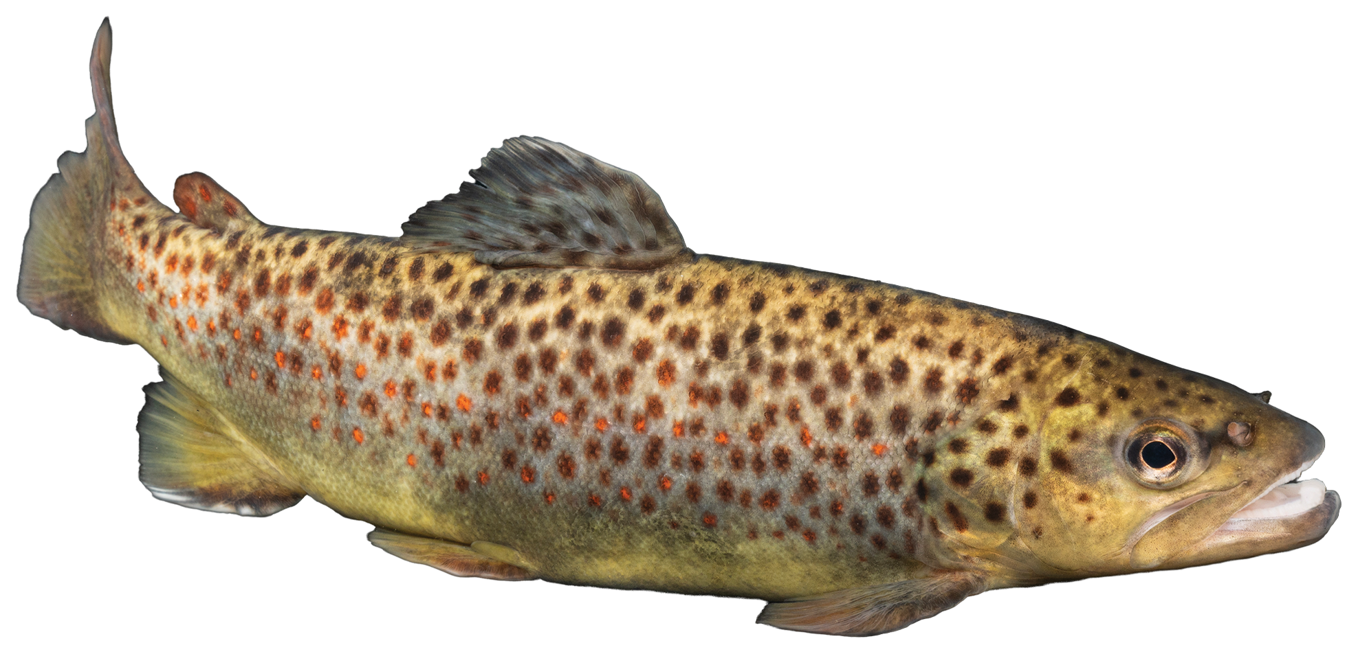 Dam Sticker 2