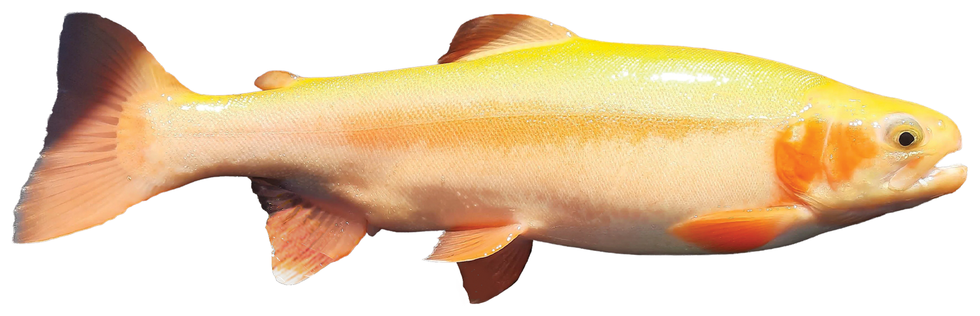 Dam Sticker 5