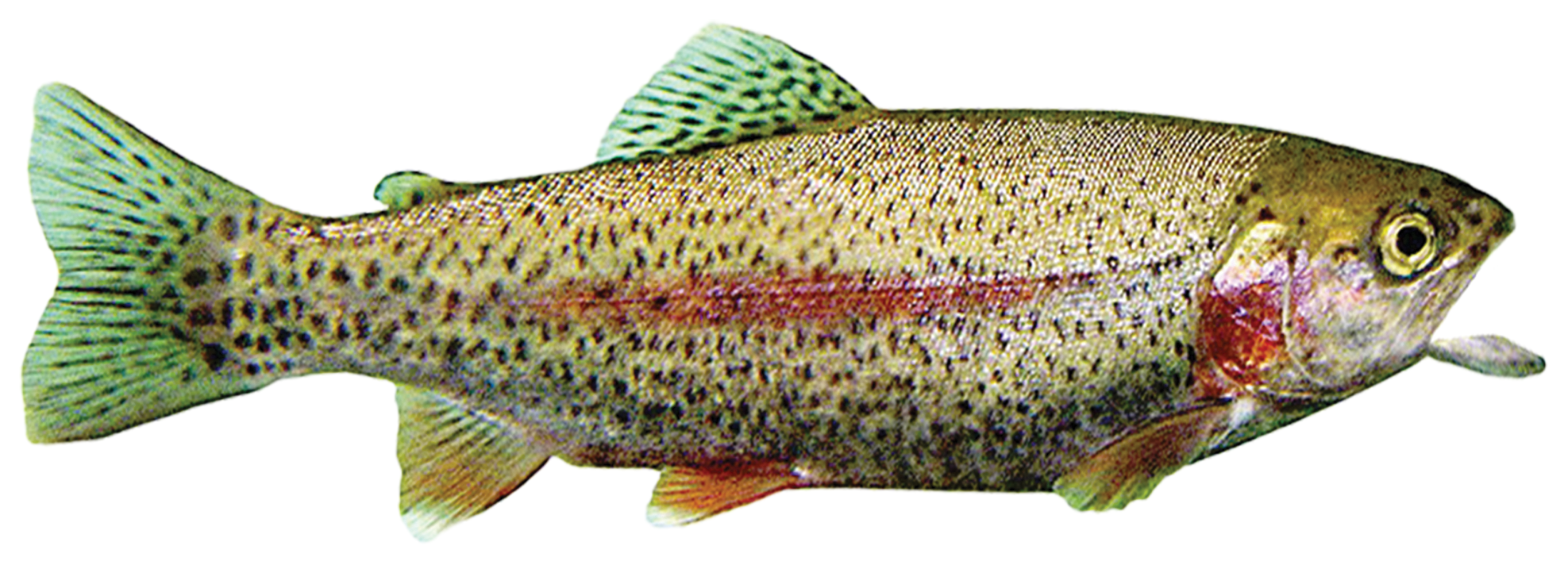 Dam Sticker 1