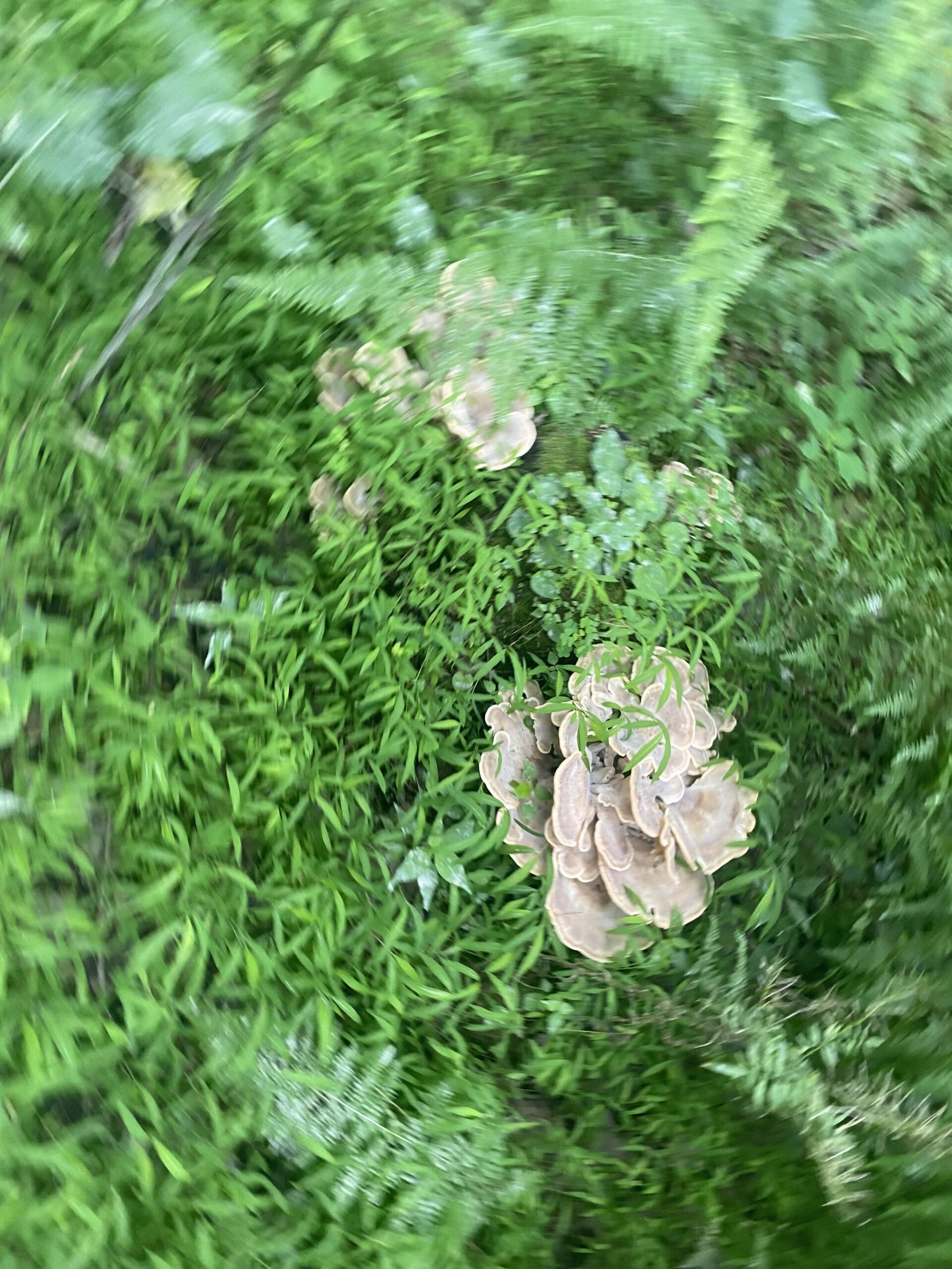 Mushrooms