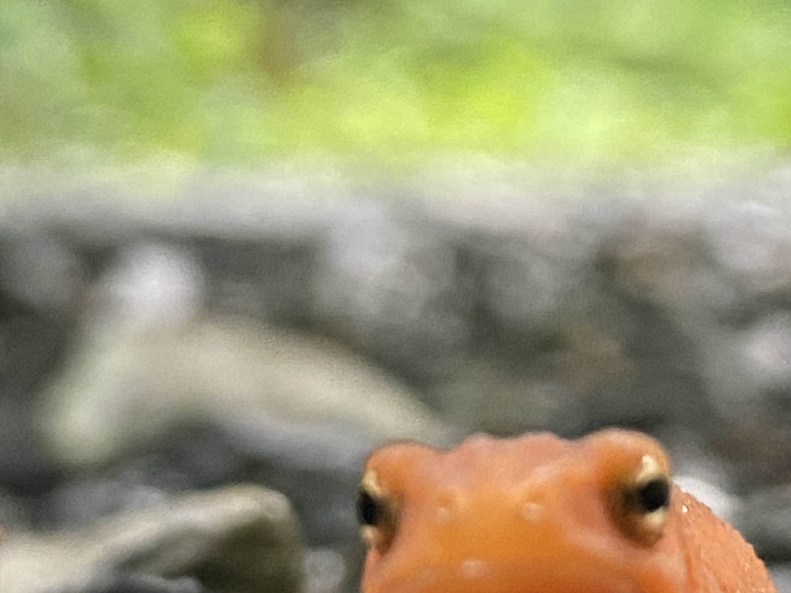 Newt