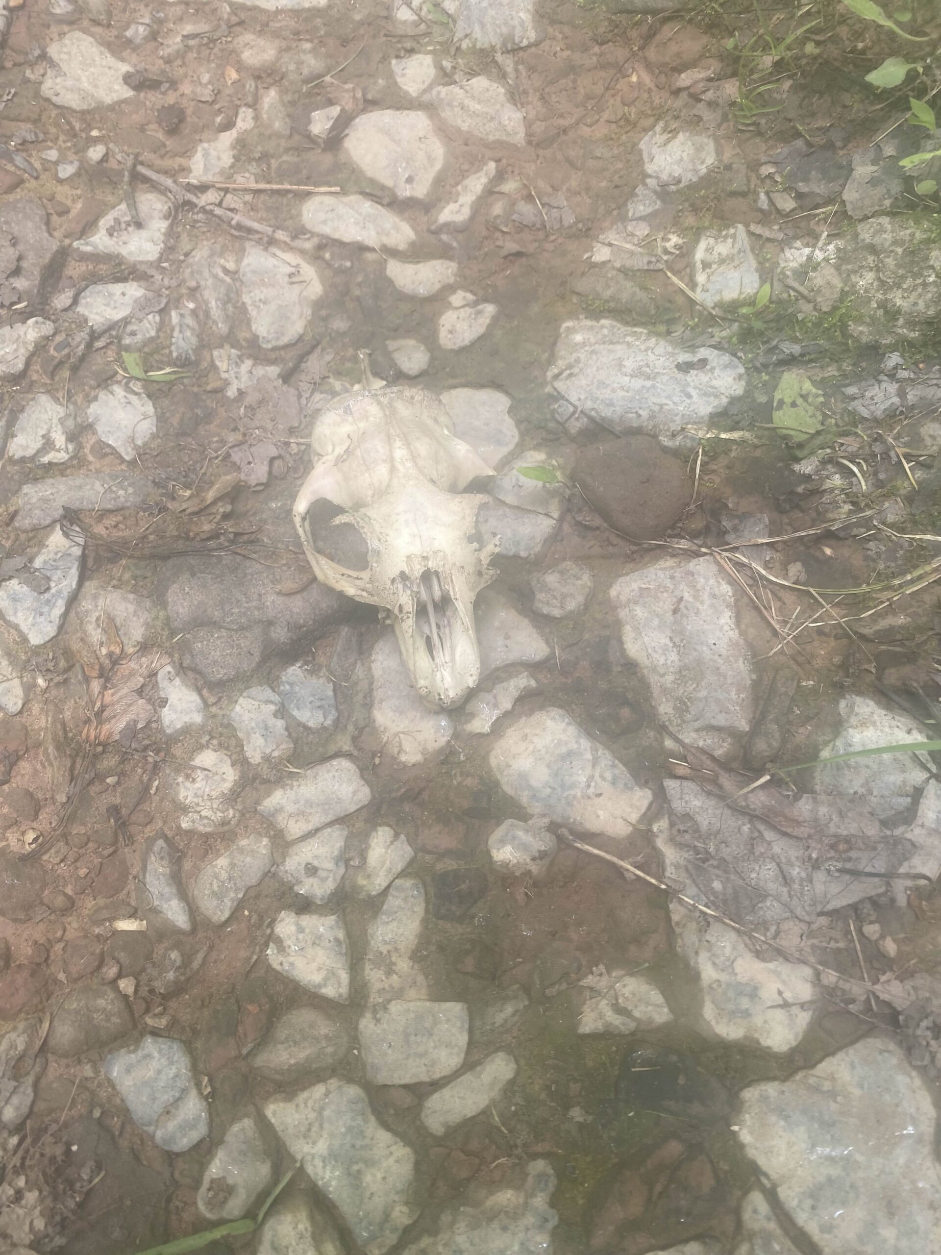 Skull